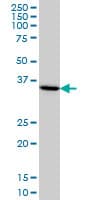HMG20B / BRAF35 Antibody (clone 1F6)
