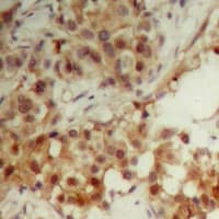 CDC6 Antibody (C-Terminus)
