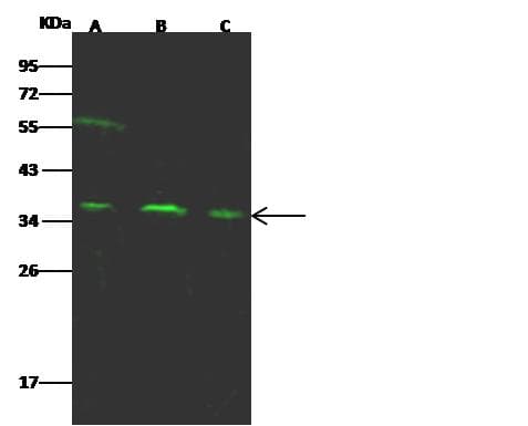 ARPC1B / p41-ARC / ARP2 Antibody (Preservative Free)