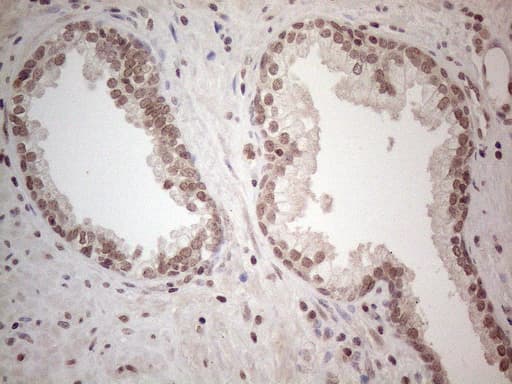 WDR61 Antibody (aa92-305, clone OTI3C8)
