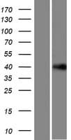 LRRC58 Protein (Over-Expression Lysate Myc-DDK (Flag))