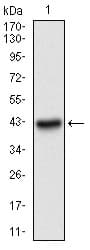PAPLN Antibody (aa766-870, clone 5B2E5)