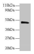 PICK1 Antibody