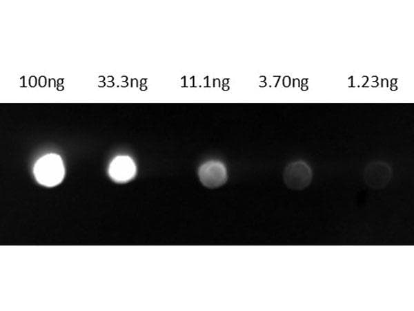 Polyclonal Goat Anti-Guinea Pig IgG Secondary Antibody (FITC, IF)