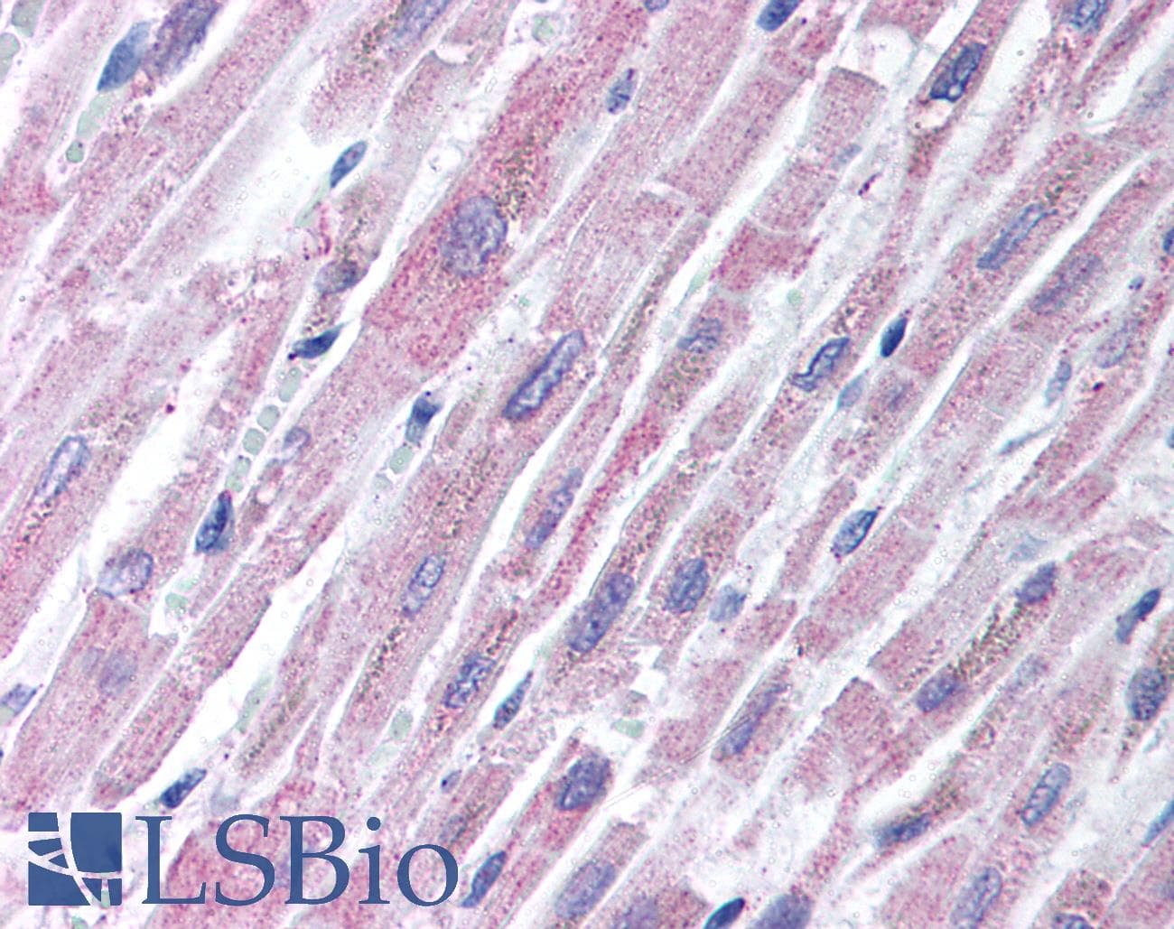 IHC-plus™ TLR2 Antibody