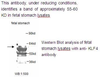 Polyclonal Rabbit anti-Human KLF4 Antibody (WB)