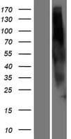 OR2G6 Protein (Over-Expression Lysate Myc-DDK (Flag))
