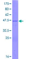 Human GLYAT Protein (Recombinant GST)