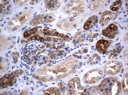 VBP1 Antibody (clone UMAB75)