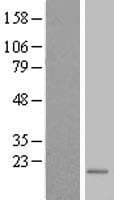 TEX261 Protein (Over-Expression Lysate Myc-DDK (Flag))