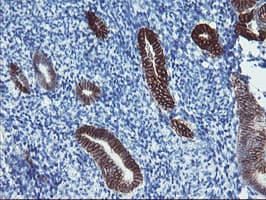 FXYD3 Antibody (clone OTI1F12)