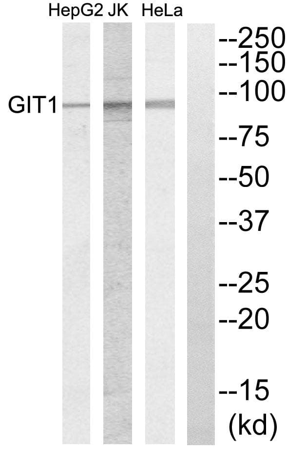 GIT1 Antibody