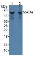 CYP1A1 Antibody (aa251-521)