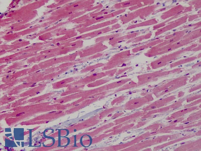 IHC-plus™ GP1BB / CD42c Antibody