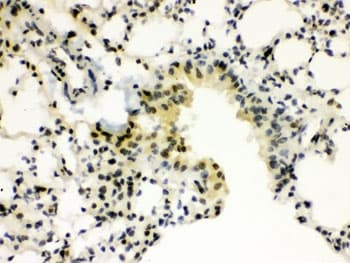 SP3 Antibody