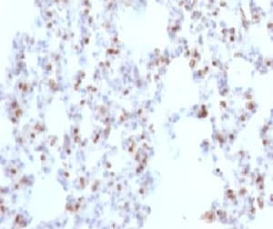 NKX2-1 / Thyroid-Specific TF Antibody (clone NX2.1/690)