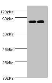 ANAPC5 / APC5 Antibody (aa1-250)