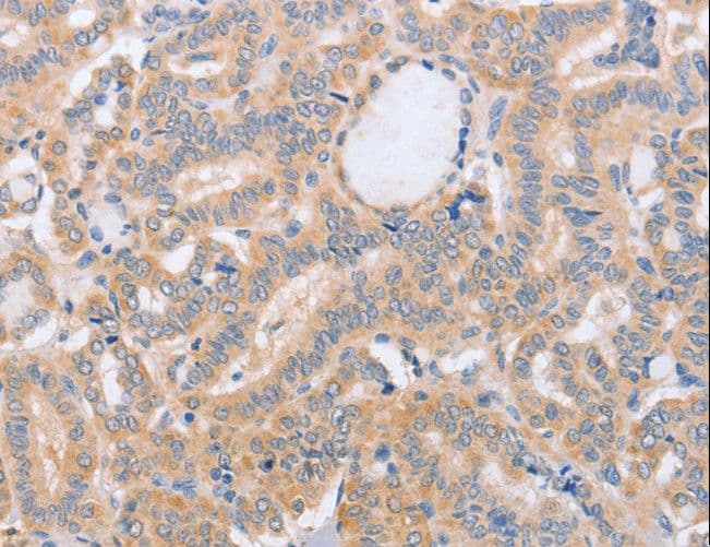 CD157 Antibody
