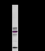 Monoclonal Mouse anti-Human SMAD1 Antibody (clone 913C1b, IF, WB)