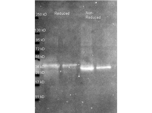 Ovalbumin Antibody (Lyophilized, Biotin)