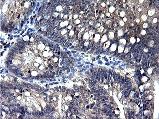 TXNDC5 / ERP46 Antibody (clone OTI1B2, Carrier-free)