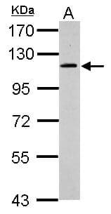GRIPAP1 / GRASP1 Antibody (aa311-401)