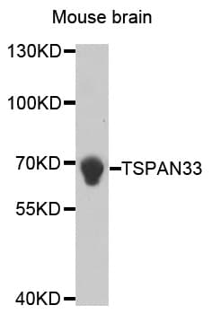 TSPAN33 / PEN Antibody