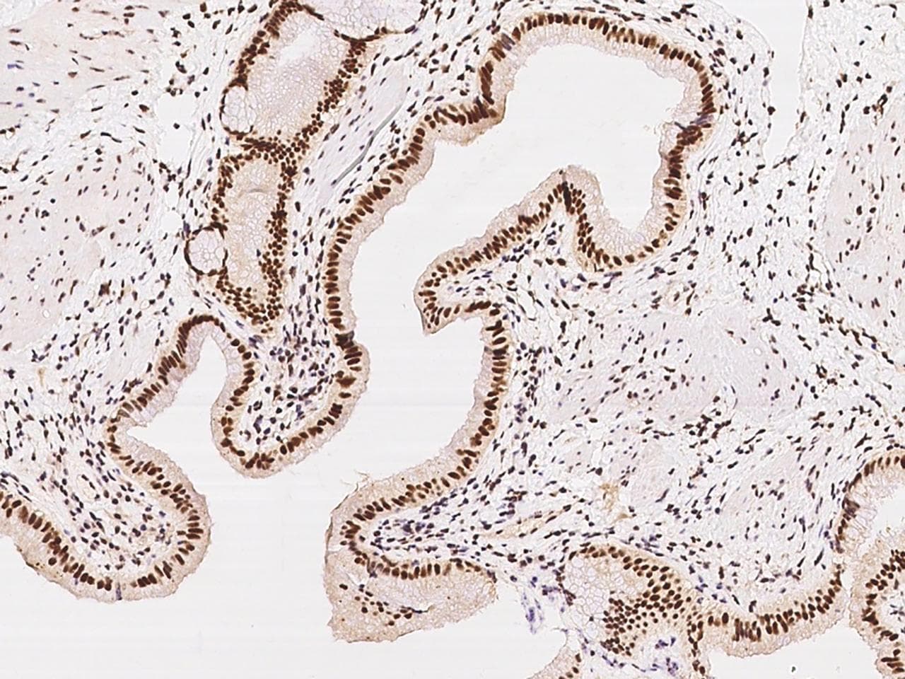 SP100 Antibody