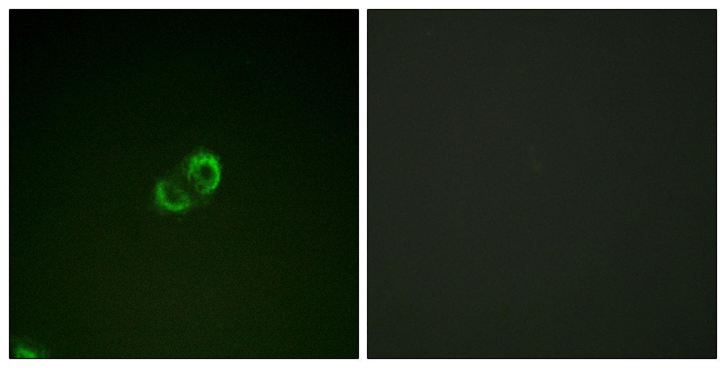 ICAM3 / CD50 Antibody (p518)