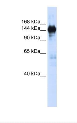 Polyclonal Rabbit anti-Human PFAS Antibody (aa252-301, IHC, WB)