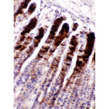 NUCB2 / Nucleobindin 2 Antibody (aa25-106)