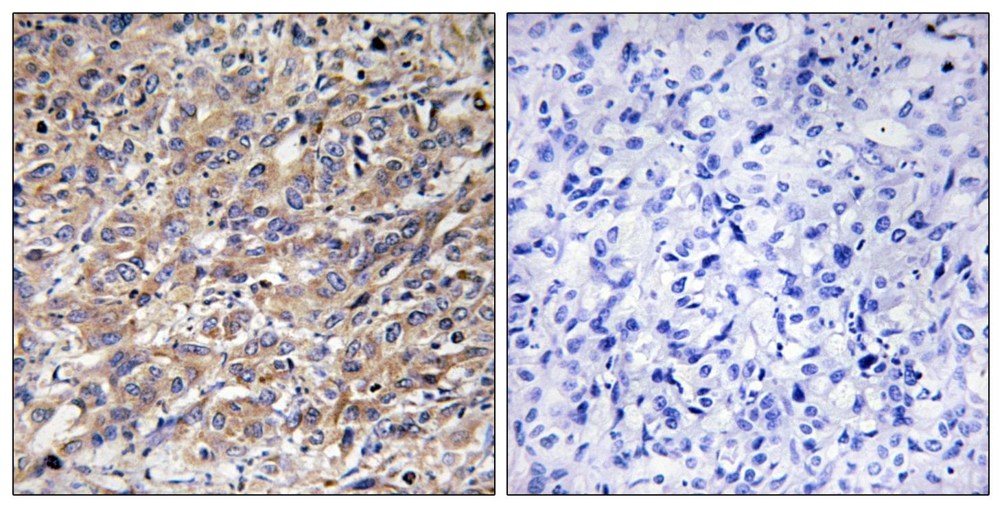 COX17 Antibody