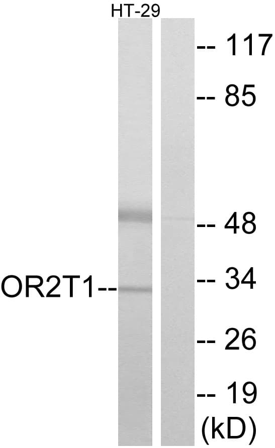 OR2T1 Antibody (aa231-280)