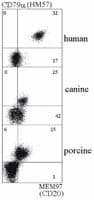 CD20 Antibody (clone MEM-97)