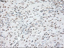 POU5F1 / OCT4 Antibody (clone OTI9B7)