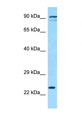KLRK1 / CD314 / NKG2D Antibody (aa121-170)