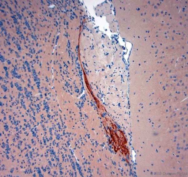 TAAR1 / TA1 Antibody (aa200-250)