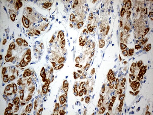 ATP5I Antibody (clone OTI1G4)