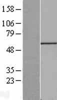 FGR Protein (Over-Expression Lysate Myc-DDK (Flag))