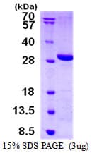 Human LYPLAL1 Protein (Recombinant His)
