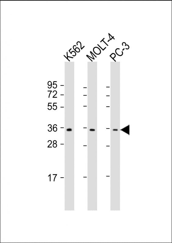 PIGC Antibody (C-Terminus)