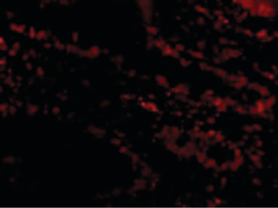IHC-plus™ BIRC7 / Livin Antibody
