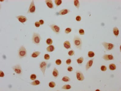 HIST1H4I Antibody