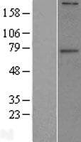 GALNT6 Protein (Over-Expression Lysate Myc-DDK (Flag))