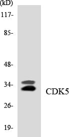 IHC-plus™ CDK5 Antibody (aa11-60)