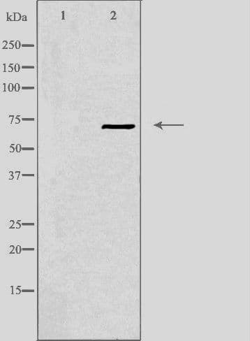 CEP70 Antibody