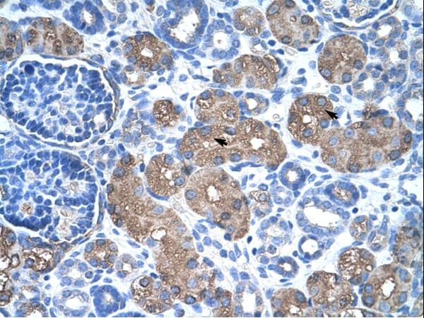 ASS1 / ASS Antibody (C-Terminus)