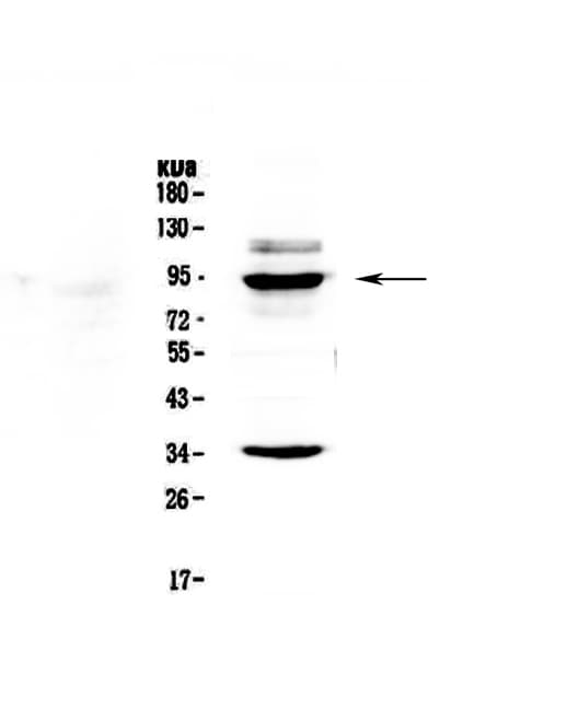 BRD7 Antibody