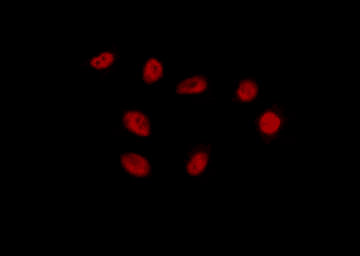 EMX1 Antibody