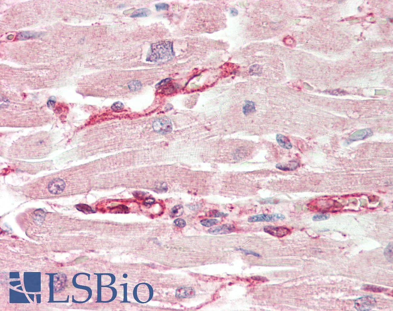 LRRC14 Antibody (aa412-461)